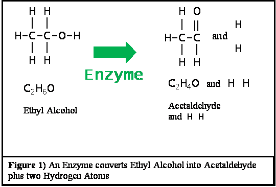 alcohol metabolism