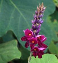 kudzu flower