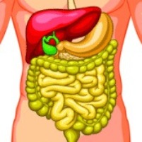 alcohol metabolism