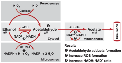 alcohol metabolism